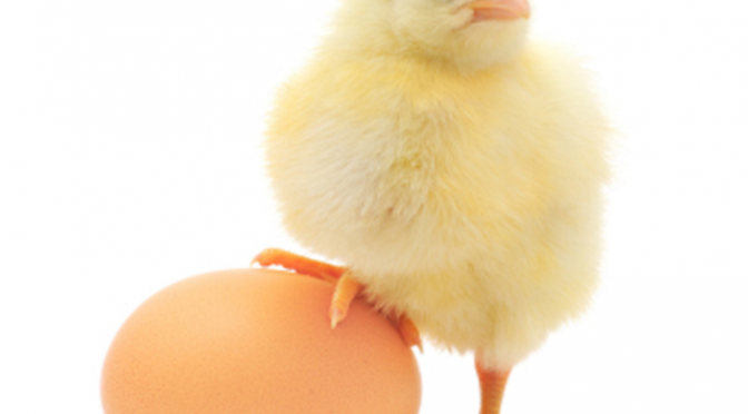 Texas Democrats:  Still Chicken vs. Egg